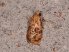 Cochylis bucera