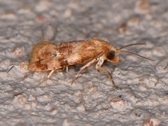Cochylis bucera