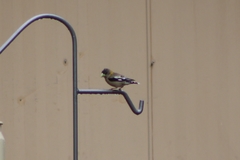 Coccothraustes vespertinus brooksi