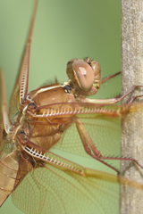Libellula saturata