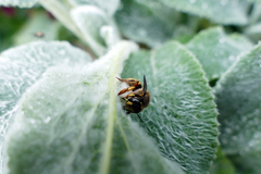 Anthidium