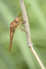 Libellula saturata