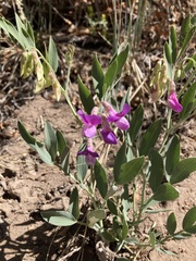 Lathyrus eucosmus