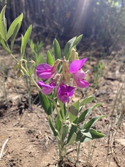 Lathyrus eucosmus