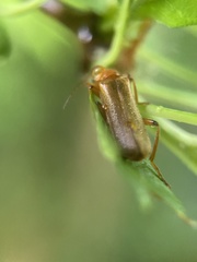 Cantharis pallida