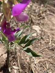 Lathyrus eucosmus