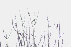 Coccothraustes vespertinus brooksi