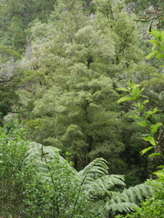 Nothofagus truncata
