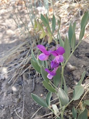 Lathyrus eucosmus