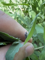 Melacoryphus nigrinervis