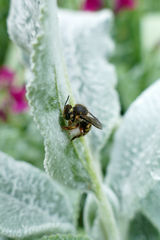 Anthidium