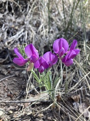 Lathyrus eucosmus