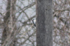 Dryobates pubescens leucurus