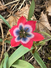 Tulipa humilis