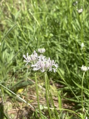 Marshallia caespitosa