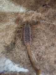 Centruroides sculpturatus