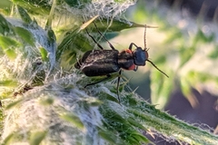 Clanoptilus abdominalis