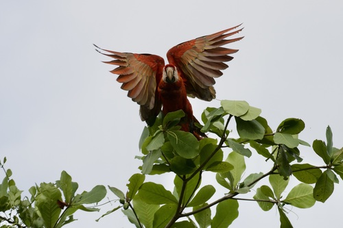 Scarlet macaws
