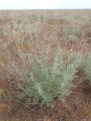 Artemisia marschalliana
