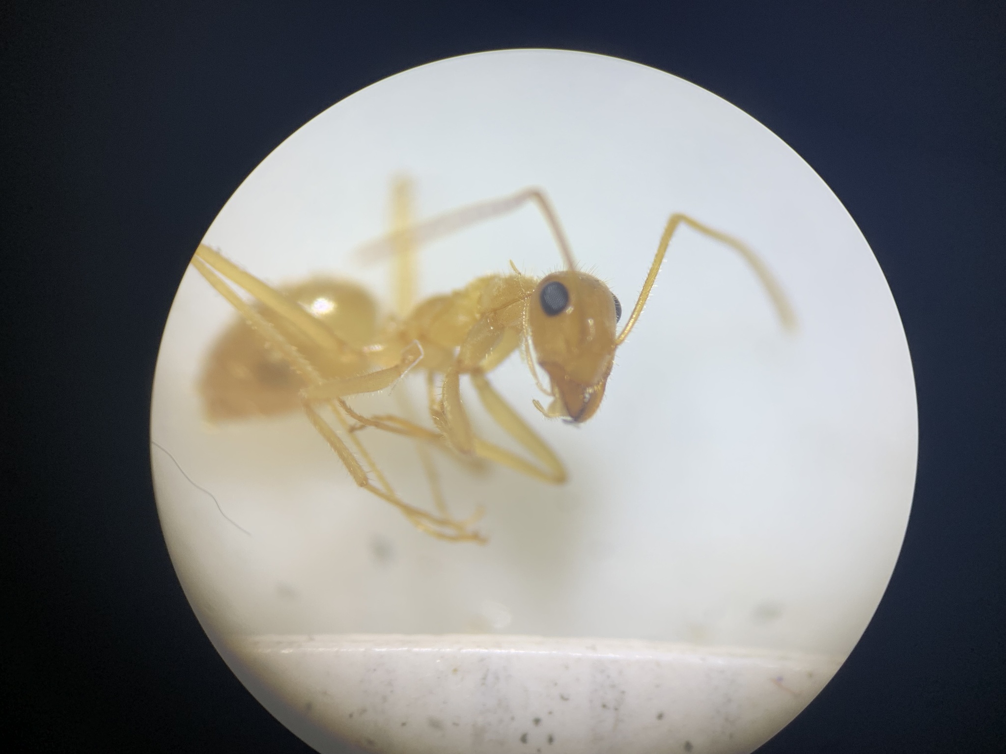 Myrmecocystus navajo