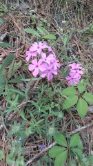 Phlox amoena