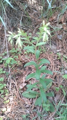 Lithospermum decipiens