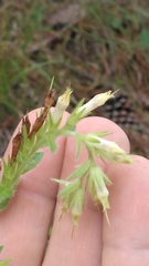 Lithospermum decipiens