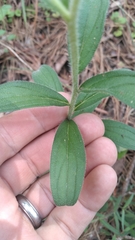 Lithospermum decipiens