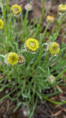 Erigeron linearis