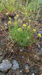 Erigeron linearis