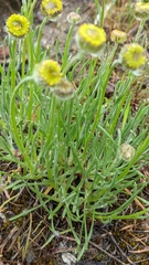 Erigeron linearis