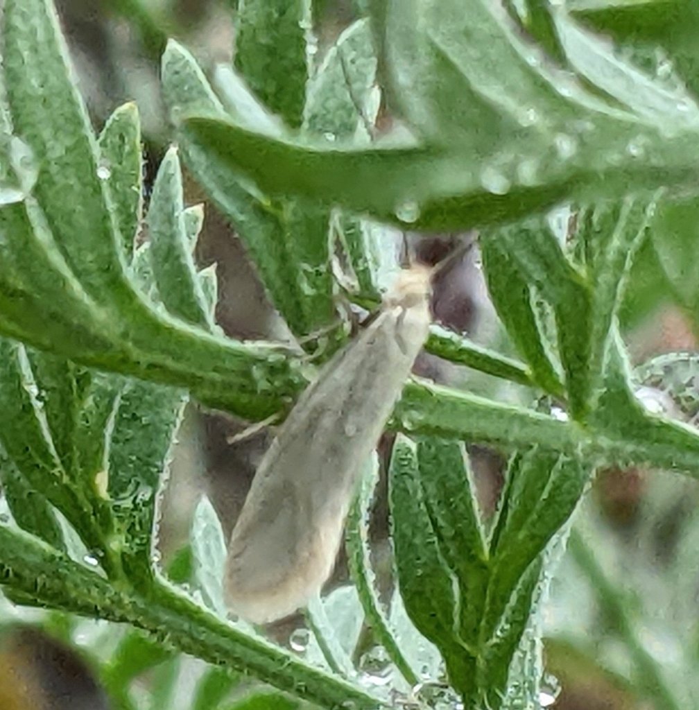 Greya enchrysa
