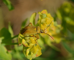 Brachycoleus pilicornis