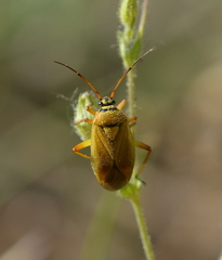 Brachycoleus pilicornis
