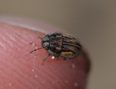 Odontoscelis lineola