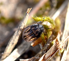 Odontoscelis lineola