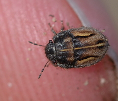 Odontoscelis lineola