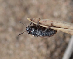 Odontoscelis lineola