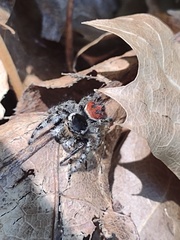Phidippus concinnus