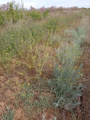 Prangos odontalgica