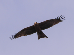 Milvus migrans parasitus