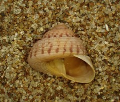 Coelotrochus tiaratus