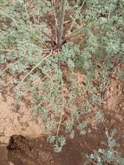 Prangos odontalgica