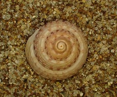 Coelotrochus tiaratus