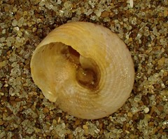 Coelotrochus tiaratus