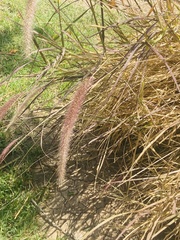 Cenchrus polystachios