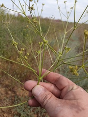 Prangos odontalgica