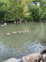 Anser anser domesticus × anser cygnoides domesticus