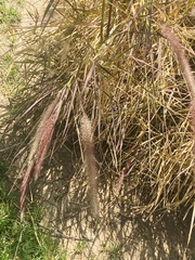 Cenchrus polystachios