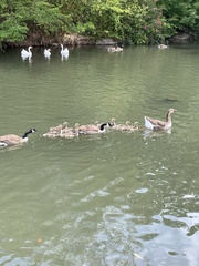 Anser anser domesticus × anser cygnoides domesticus